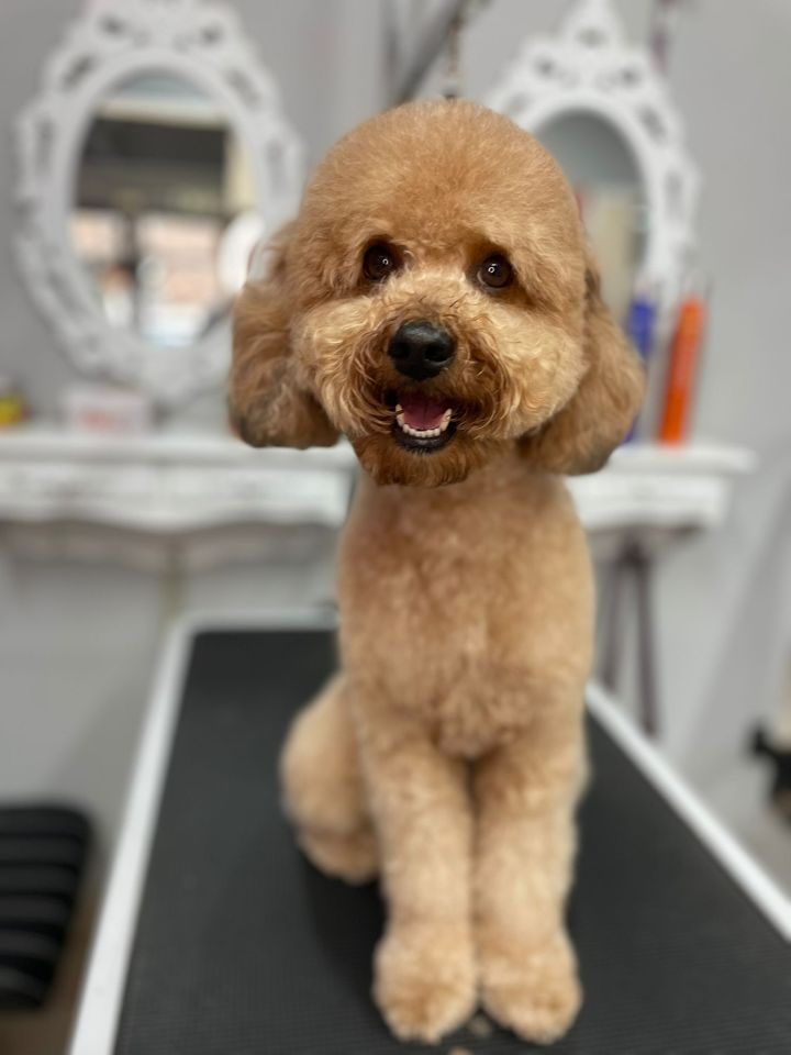 Caniche después de su sesión con Yuli