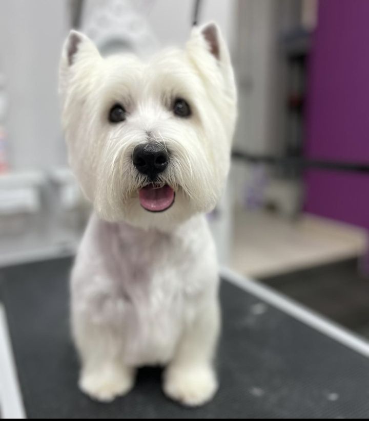 Westie después de su sesión con Yuli