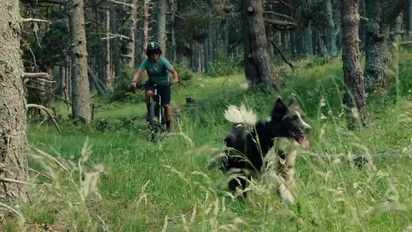 Un border collie corre entre la hierba alta de un bosque de pinos mientras un ciclista de montaña le sigue por el sendero.