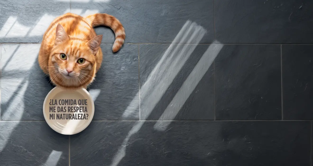 Vista cenital de un gato naranja sentado junto a un plato blanco en el que se lee «¿La comida que me das respeta mi naturaleza?».